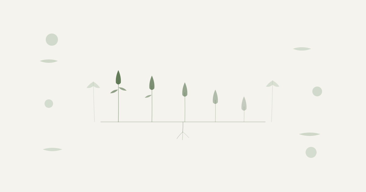 Olive Oil Guide botanical illustration OG featured image