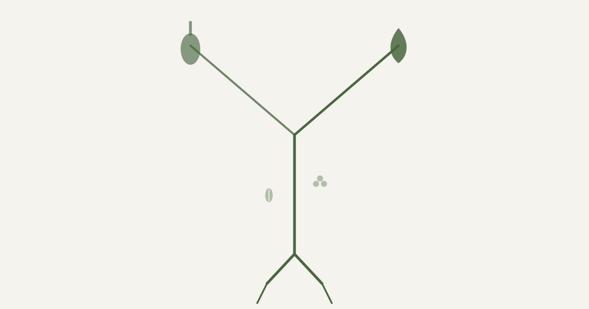 Scandinavian botanical illustration for Mediterranean vs DASH Diet - forked stem representing Mediterranean flexibility and DASH blood pressure structure - OG featured image
